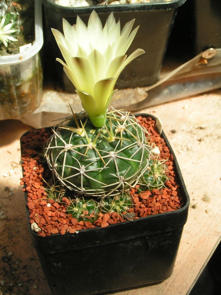 Gymnocalycium guerkeanum